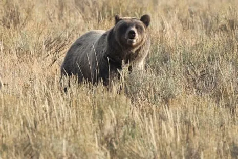 Trail Walker Injured by Grizzly in National Park Transported to Trauma Center